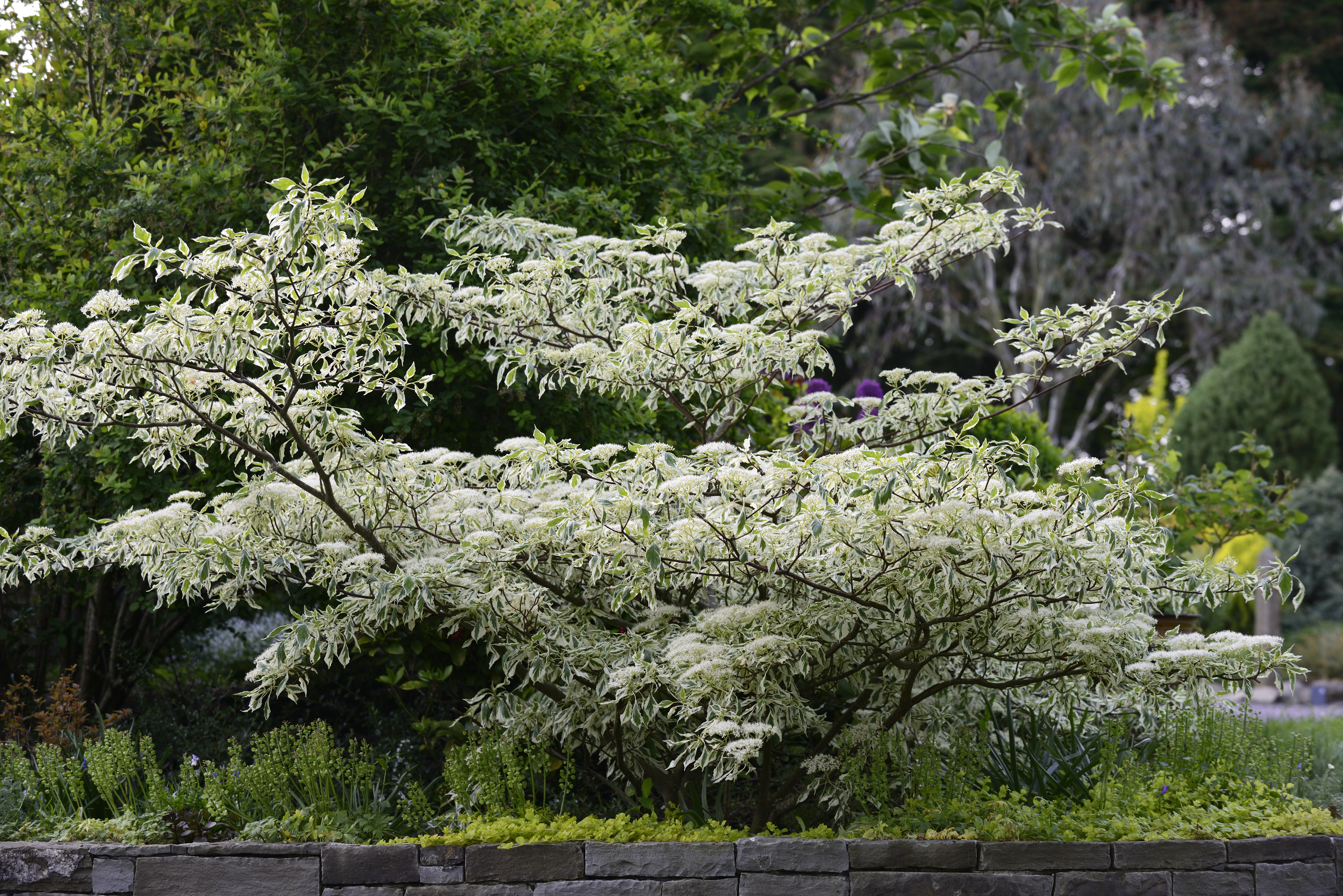 Cornus controversa variegata 1